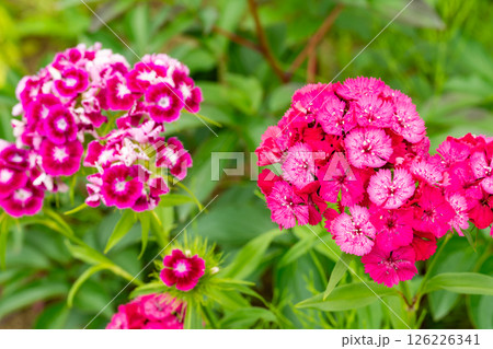 濃いピンク色の花を咲かせたビジョナデシコ 126226341