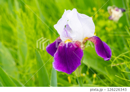 白と紫のコントラストが美しいジャーマンアイリス 126226343