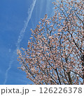 青空に映える桜 126226378
