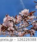 青空に映える桜 126226388