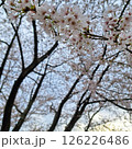 桜の花のある風景 126226486