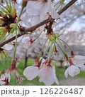 桜の花が咲き始めた 126226487