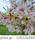桜の花が咲いた 126226488