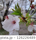 桜の花のアップ 126226489