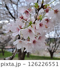 桜咲く 126226551