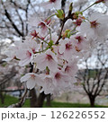 桜の花びら 126226552