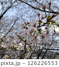 春の日差しを浴びる桜 126226553