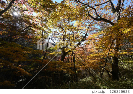 大菩薩嶺登山、山梨県 大菩薩嶺登山、山梨県 126226628