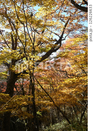 大菩薩嶺登山、山梨県 126226633