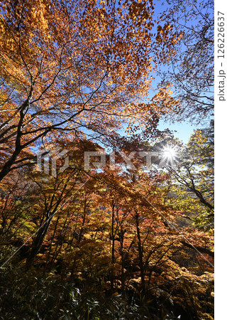 大菩薩嶺登山、山梨県 126226637