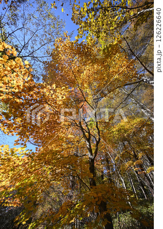 大菩薩嶺登山、山梨県 大菩薩嶺登山、山梨県 126226640