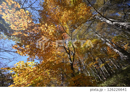 大菩薩嶺登山、山梨県 126226641