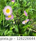 野に咲くピンクの花 126226644