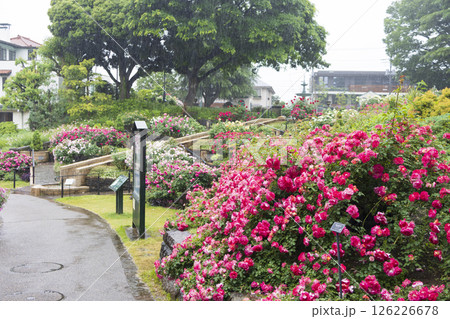 山手西洋館フランス山庭園の港の見える丘公園の春 126226678