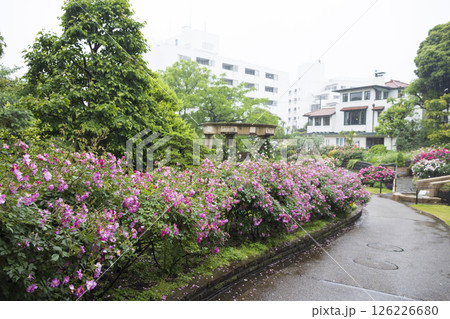 山手西洋館フランス山庭園の港の見える丘公園の春 126226680
