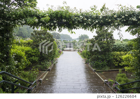 山手西洋館フランス山庭園の港の見える丘公園の春 山手西洋館フランス山庭園の港の見える丘公園の春 126226684