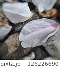 落ちた桜の花びらのアップ 126226690