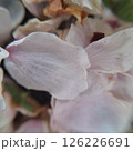 落ちた桜の花びらのアップ 126226691