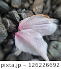 落ちた桜の花びらのアップ 126226692