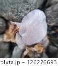 落ちた桜の花びらのアップ 126226693