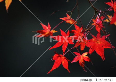 黒背景に映える真っ赤な紅葉 126226731