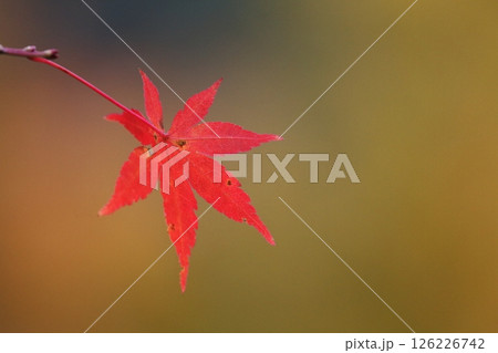 真っ赤な紅葉 126226742