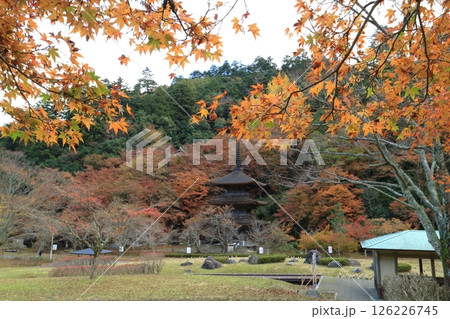 紅葉したもみじ 126226745