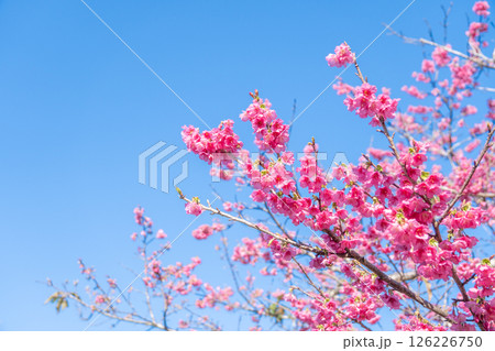 青空と寒緋桜 青空と寒緋桜 126226750