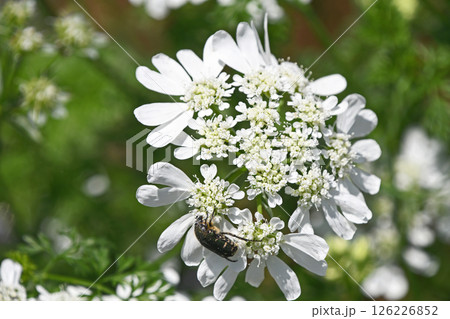 オルレア・ホワイトレースとコアオハナムグリ オルレア・ホワイトレースとコアオハナムグリ 126226852