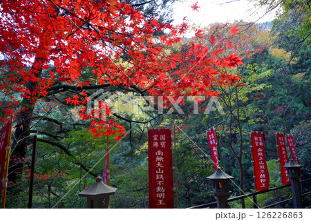 関東・紅葉の大山詣り・ケーブルカーの大山寺駅と大山寺を結ぶ遊歩道の風景・神奈川県伊勢原市(4) 関東・紅葉の大山詣り・ケーブルカーの大山寺駅と大山寺を結ぶ遊歩道の風景・神奈川県伊勢原市(4) 126226863