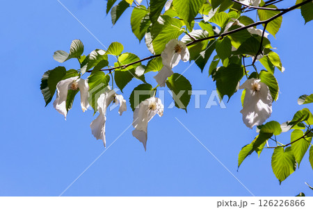花に大きな苞葉が二枚垂れ下がるハンカチノキ【ミズキ科】 花に大きな苞葉が二枚垂れ下がるハンカチノキ【ミズキ科】 126226866