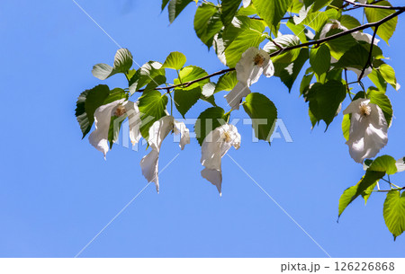 花に大きな苞葉が二枚垂れ下がるハンカチノキ【ミズキ科】 126226868