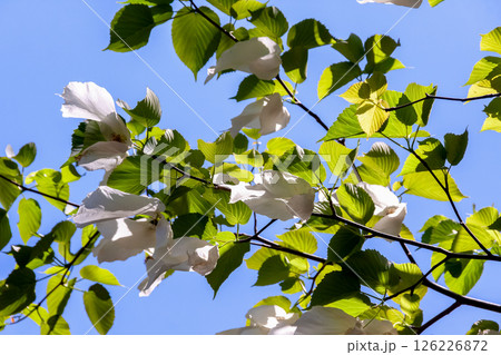 花に大きな苞葉が二枚垂れ下がるハンカチノキ【ミズキ科】 126226872
