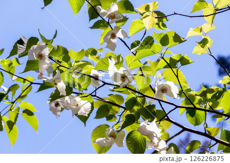 花に大きな苞葉が二枚垂れ下がるハンカチノキ【ミズキ科】 花に大きな苞葉が二枚垂れ下がるハンカチノキ【ミズキ科】 126226875