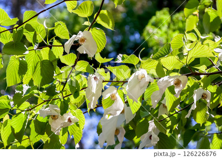 花に大きな苞葉が二枚垂れ下がるハンカチノキ【ミズキ科】 花に大きな苞葉が二枚垂れ下がるハンカチノキ【ミズキ科】 126226876