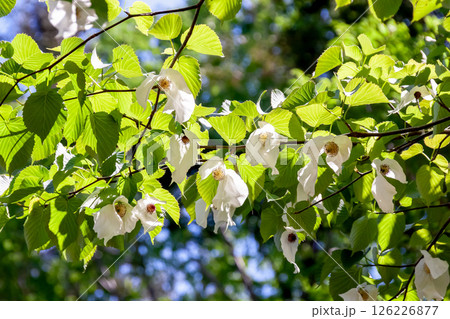 花に大きな苞葉が二枚垂れ下がるハンカチノキ【ミズキ科】 花に大きな苞葉が二枚垂れ下がるハンカチノキ【ミズキ科】 126226877