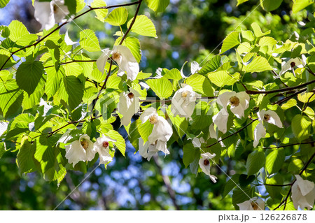 花に大きな苞葉が二枚垂れ下がるハンカチノキ【ミズキ科】 126226878