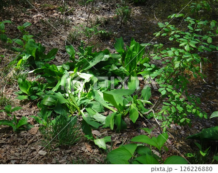 葉を食い荒らされたミズバショウ 葉を食い荒らされたミズバショウ 126226880