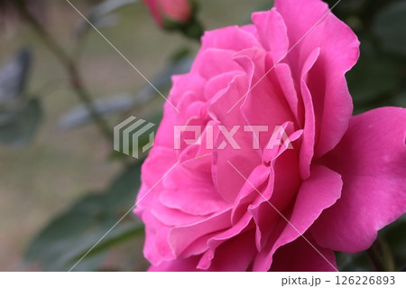 薔薇園にピンク色の薔薇の花が咲いています 126226893