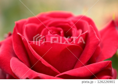 美しい赤いバラのマクロ撮影 126226901