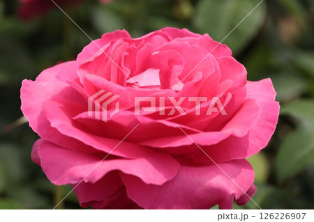 濃い桃色のバラのクローズアップ 126226907