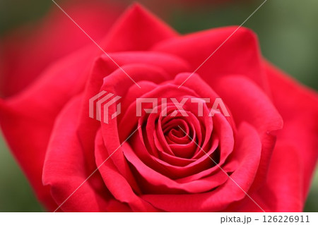 赤い薔薇のマクロ撮影 赤い薔薇のマクロ撮影 126226911