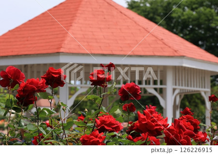 オレンジ色の建物と赤いバラの風景 126226915