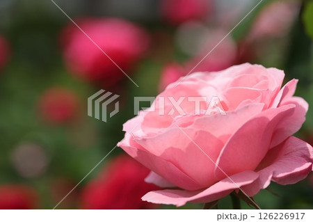 赤いバラの背景とピンク色の薔薇の花のクローズアップ 126226917