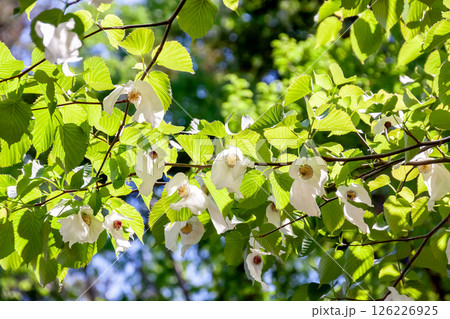 花に大きな苞葉が二枚垂れ下がるハンカチノキ【ミズキ科】 花に大きな苞葉が二枚垂れ下がるハンカチノキ【ミズキ科】 126226925