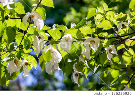 花に大きな苞葉が二枚垂れ下がるハンカチノキ【ミズキ科】 花に大きな苞葉が二枚垂れ下がるハンカチノキ【ミズキ科】 126226926
