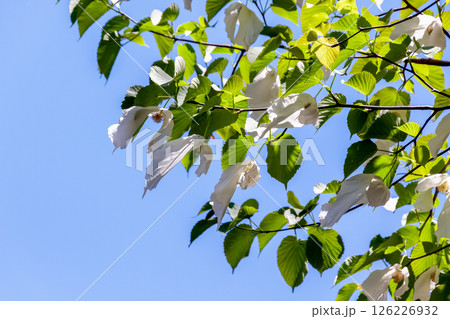 花に大きな苞葉が二枚垂れ下がるハンカチノキ【ミズキ科】 126226932