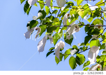 花に大きな苞葉が二枚垂れ下がるハンカチノキ【ミズキ科】 126226965