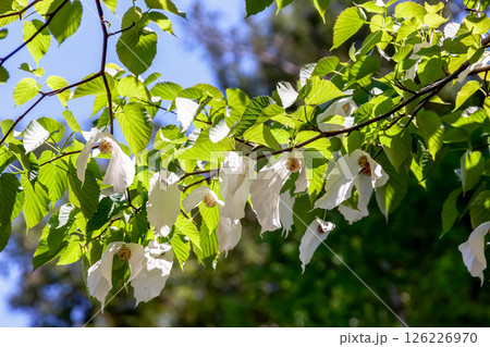 花に大きな苞葉が二枚垂れ下がるハンカチノキ【ミズキ科】 花に大きな苞葉が二枚垂れ下がるハンカチノキ【ミズキ科】 126226970