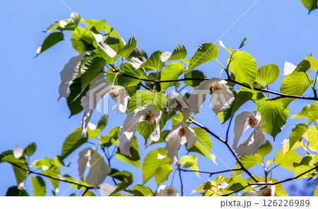 花に大きな苞葉が二枚垂れ下がるハンカチノキ【ミズキ科】 花に大きな苞葉が二枚垂れ下がるハンカチノキ【ミズキ科】 126226989